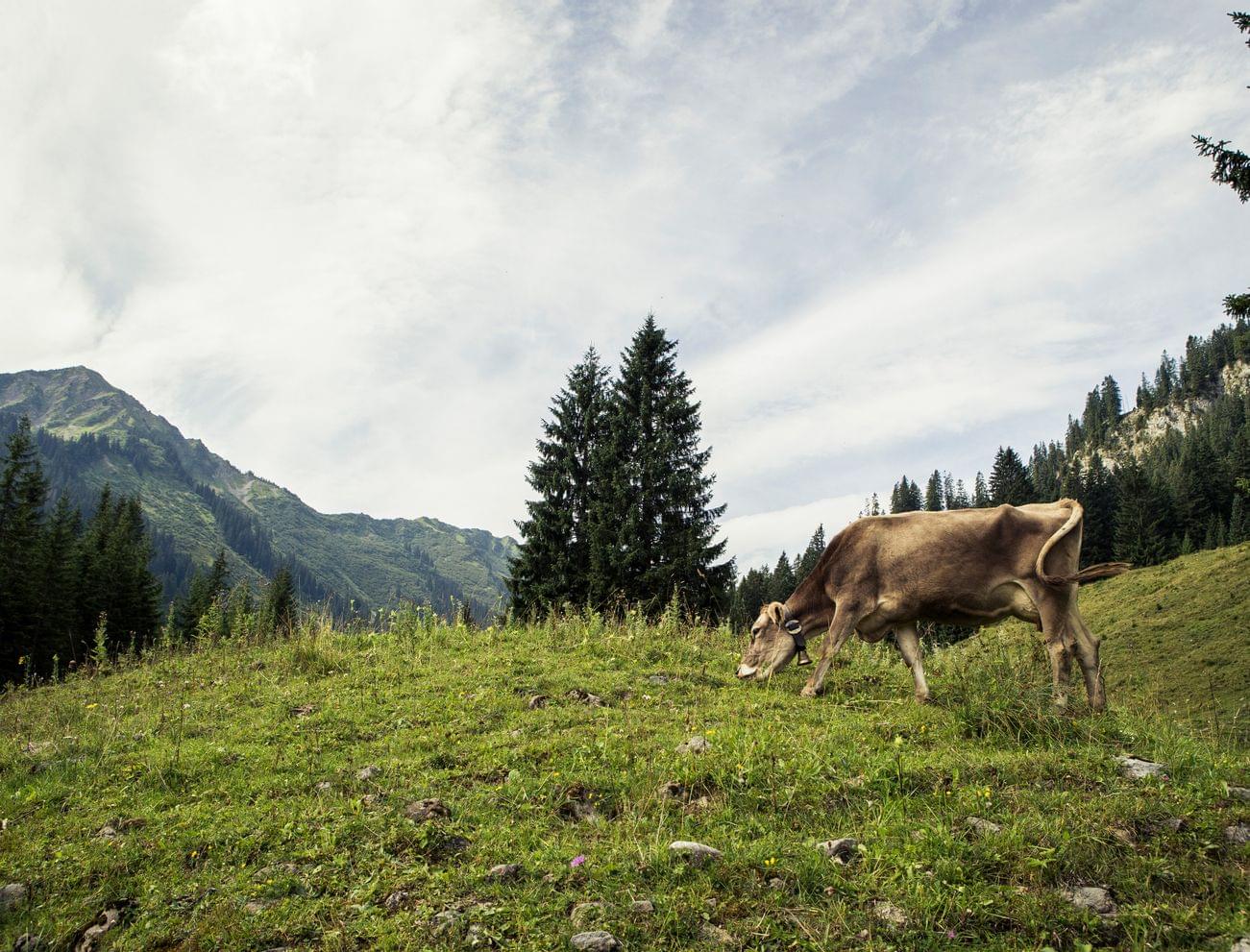 Kühe grasen in den Allgäuer Alpen